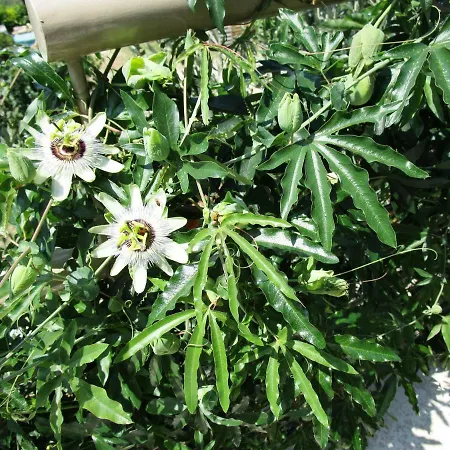 アパート Kiara トッリ・デル・ベーナコ