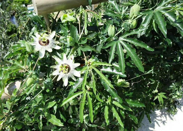 公寓 Kiara 托里德尔贝纳科